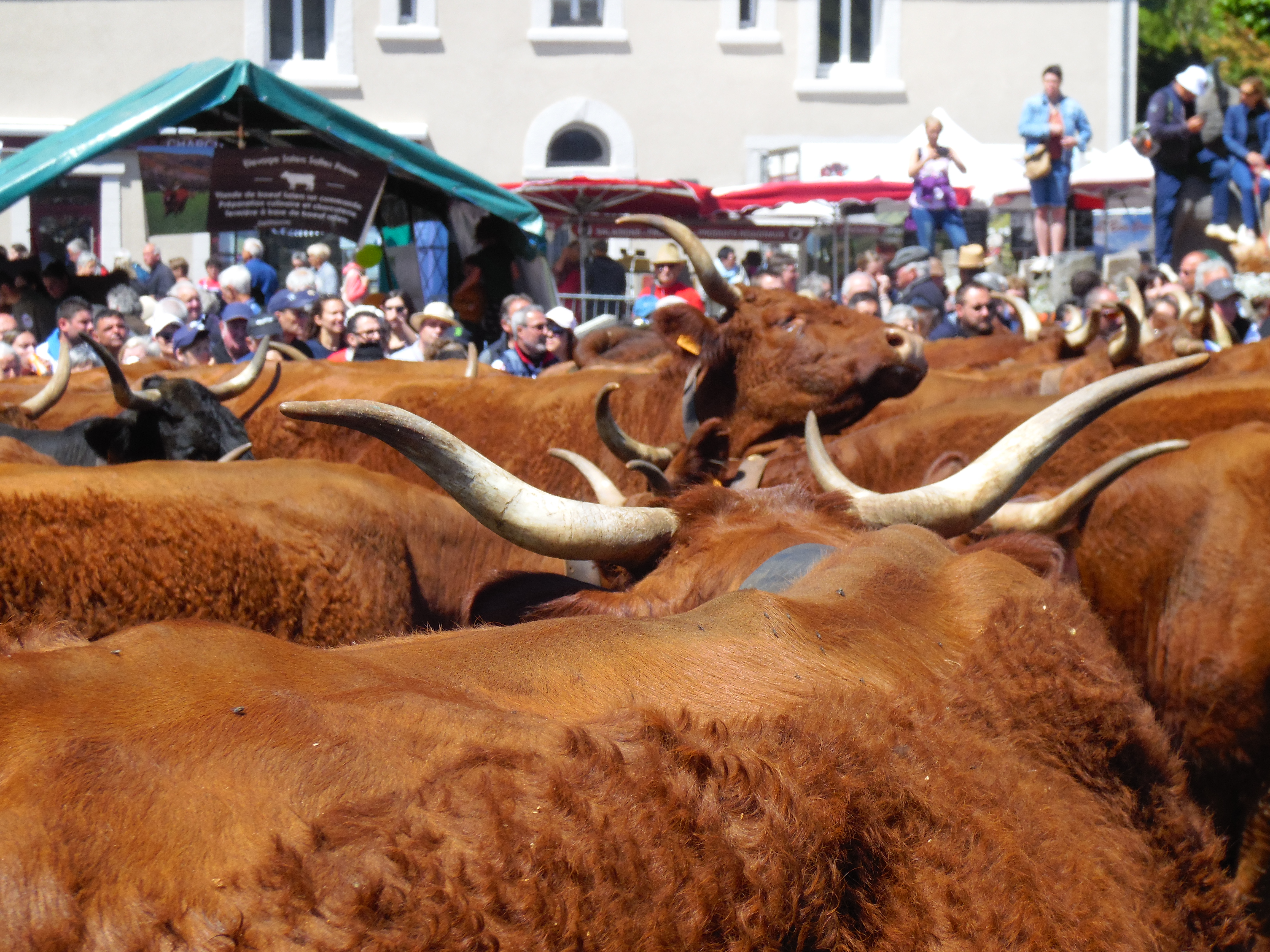 Salers fête de l'estive transhumance