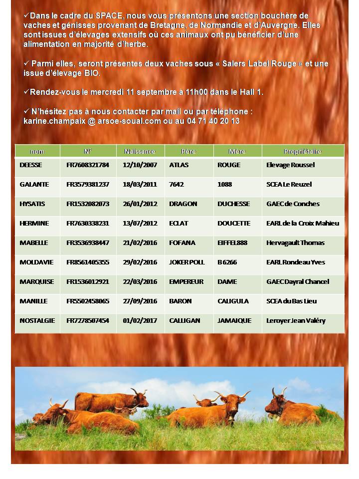 VENTE aux enchères de vaches bouchères Salers