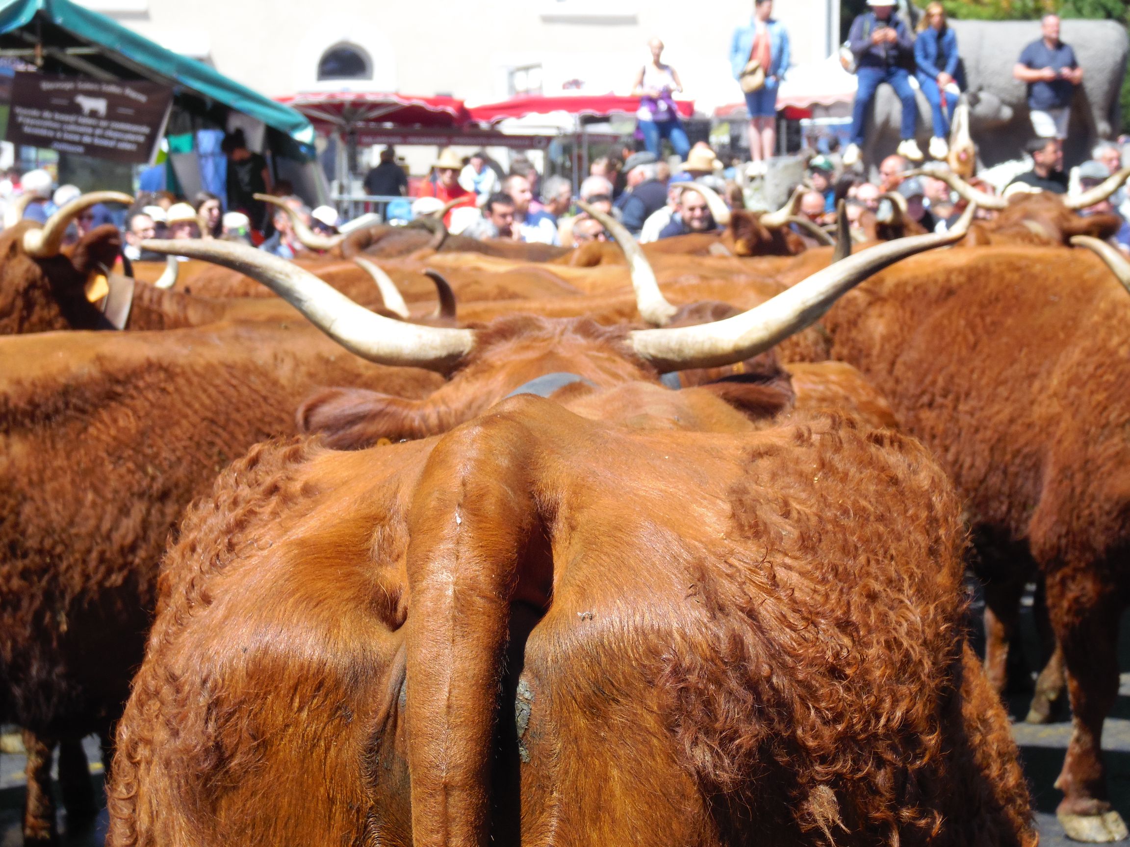 salers vache rustique maternelle concours