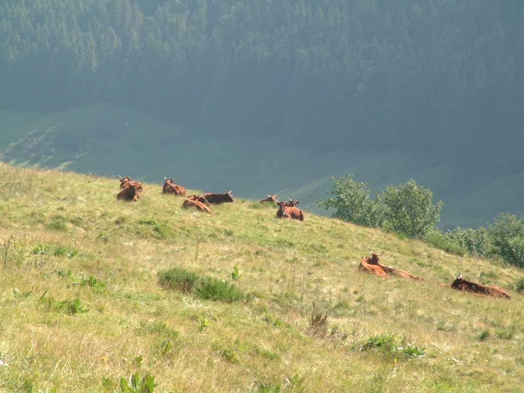 troupeau vaches Salers 