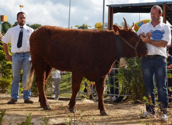 concours national salers 2014