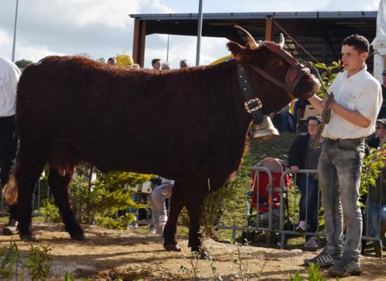 concours national salers 2014