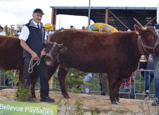 concours national salers 2014