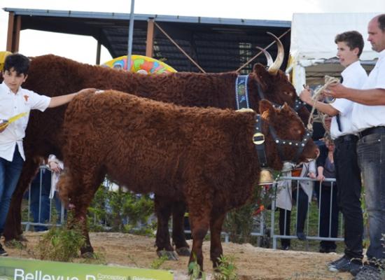 concours national salers 2014