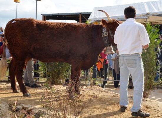 concours national salers 2014