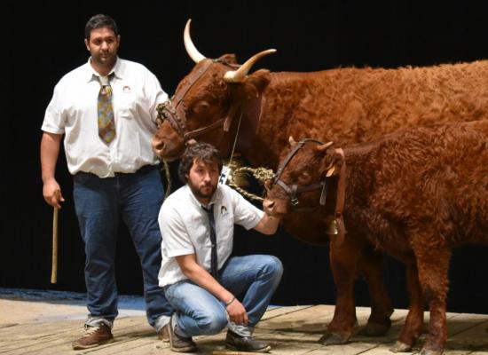 Jonquille vache suitee 3 ans GAEC Rougier