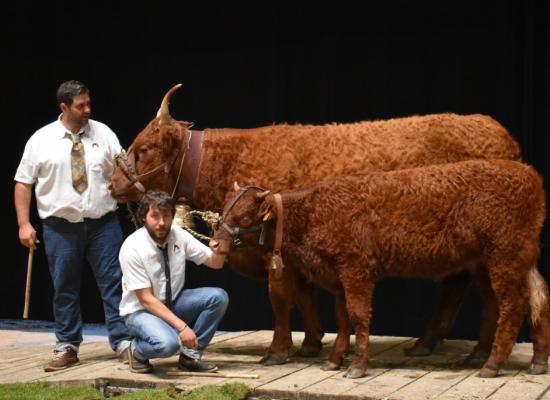 Jonquille vache suitee 3 ans GAEC Rougier