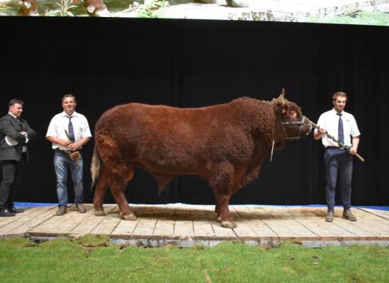 Jonas championnat male GAEC Elevage Chassang