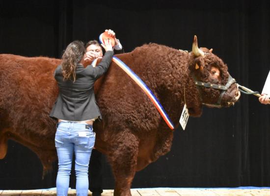 Jonas championnat male GAEC Elevage Chassang