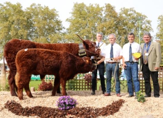 Iroise vache 4 ans section A