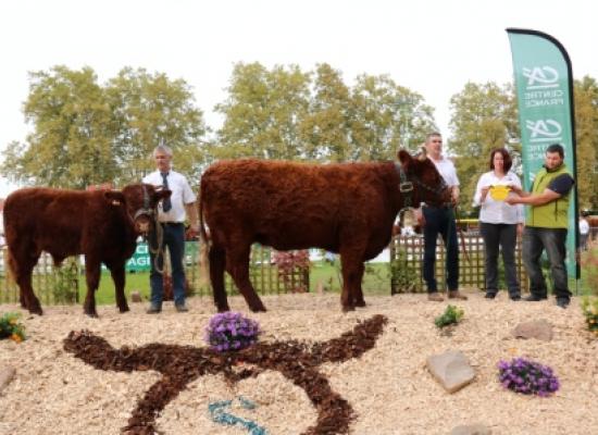 Hirondelle vache 5-6 ans section A