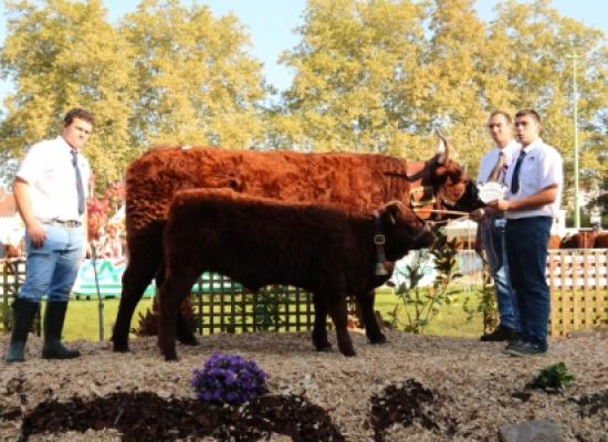 Gentiane meilleur index vache 5-6 ans