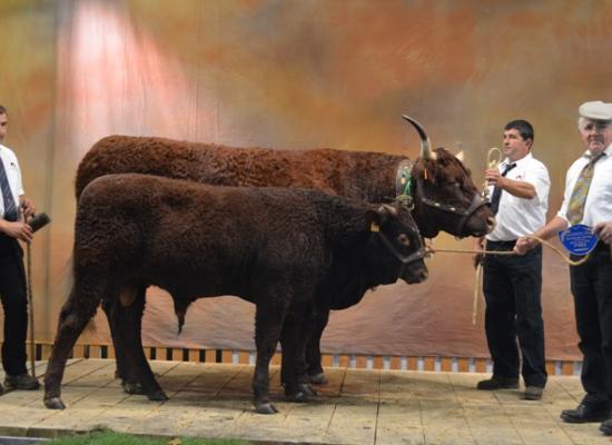 vaches suitées 4 ans sommet elevage 2012