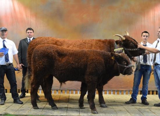 vaches suitées 5-6 ans sommet élevage 2012 (prix remis par Lionel DUFFAYET Président du Groupe Salers Evolution)