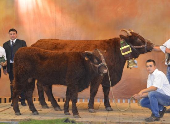 rappel de championnat femelle : sommet elevage 2012 (prix remis par Lionel DUFFAYET Président du Groupe Salers Evolution et du Herd Book Salers)