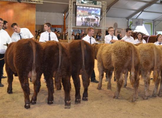 présentation de broutards : sommet elevage 2012