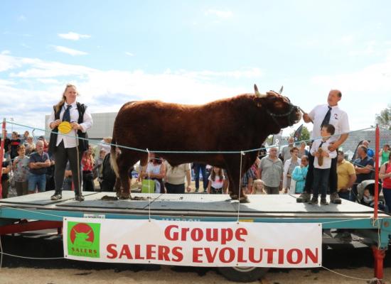 Taureaux Ages A Jocker Gaec chez le Cadet ©AnthonyR