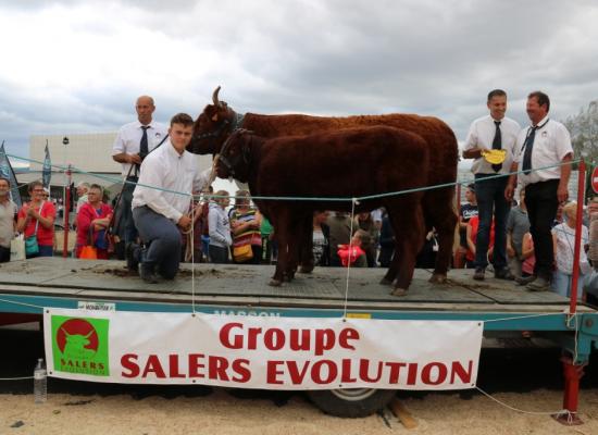 Vaches Agées 7 ans et + Hirondelle Gaec du Buisson ©AnthonyR