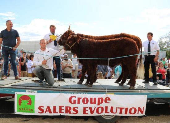 Vaches de 3 ans A Marie Gaec Breuil de Rigier ©AnthonyR