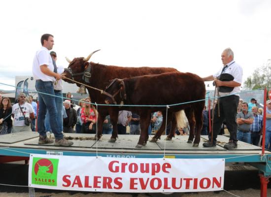 Vaches de 4 ans Linda Gaec Fourtet Yves et Compagnie ©AnthonyR