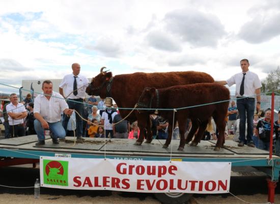 Vaches de 5-6 ans Imposante Gaec du Buisson ©AnthonyR