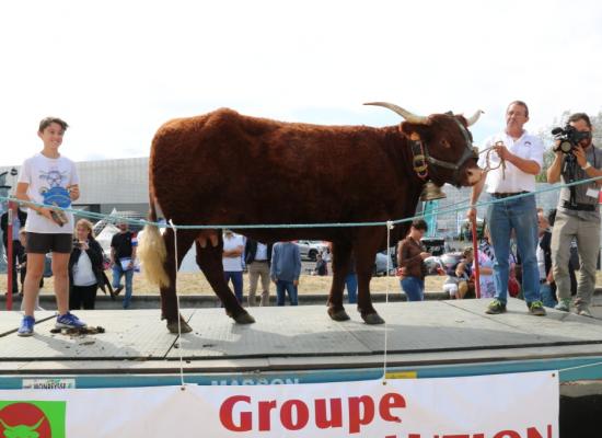 Vaches en lactation Louane Gaec Parsoire ©AnthonyR