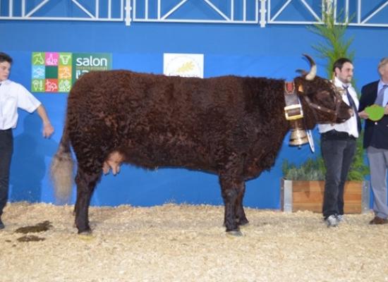 salon agriculture 2014 concours salers