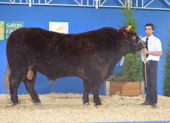 salon agriculture 2014 concours salers