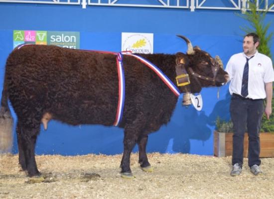 salon agriculture 2014 concours salers