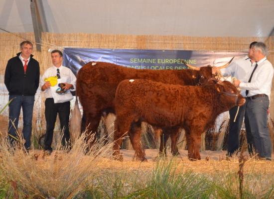 1er prix section vaches suitées de 3 ans A - IROISE - DELPUECH Géraud