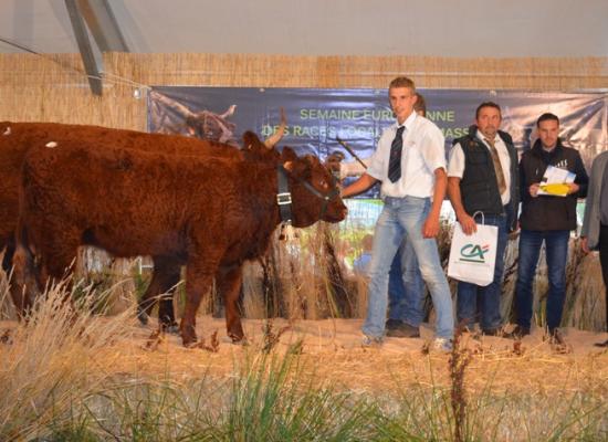 1er prix vaches allaitantes suitées 3 ans B - IRLANDE - GAEC PHIALIP