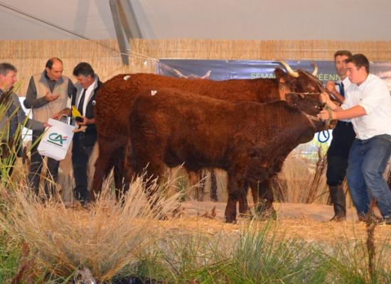 1er prix vaches suitées de 4 ans - HOSSIE - GAEC DE CONCHES