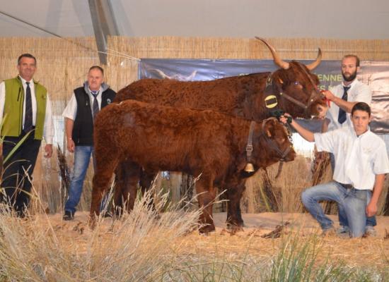 1er prix vaches suitées de 5-6 ans - GALANTE - JARRIGE Philippe