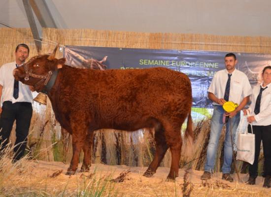 1er prix doublonnes allaitantes C - JOSETTE - GAEC MALACAN VAN SIM