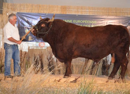 Prix du top index mâle - GODWIN - GAEC FOURTET YVES ET CIE