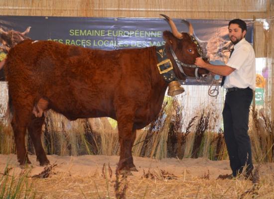 1er prix vaches laitieres 3-4 ans - IRMA - GAEC RONGIER