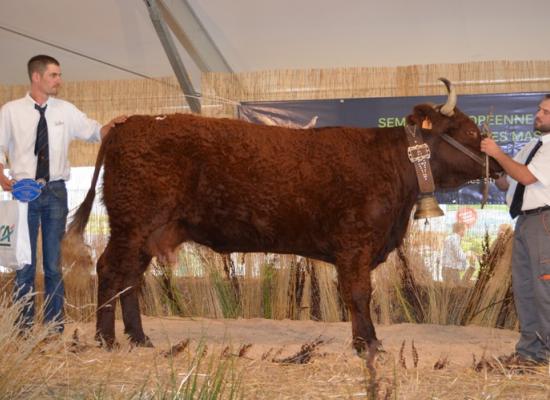 1er prix vaches laitieres 5 ans et plus - GIROLLE - FEREROL GAETAN