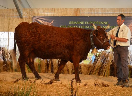 Prix de la meilleure laitiere - CHARMANTE - GAEC MARION