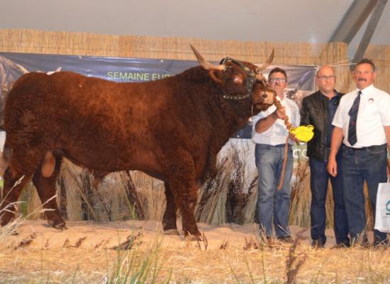 1er prix taureaux agés allaitants A - EMPEREUR - GAEC DAYRAL HERVE ET MICHEL