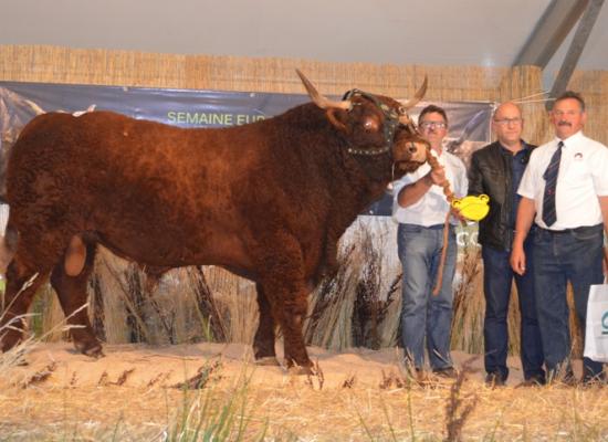 1er prix taureaux agés allaitants A - EMPEREUR - GAEC DAYRAL HERVE ET MICHEL