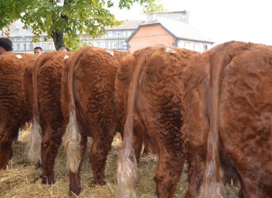 meilleur groupe de vaches - GAEC ROUGIER (15)