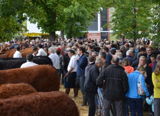 jugement des groupes de vaches