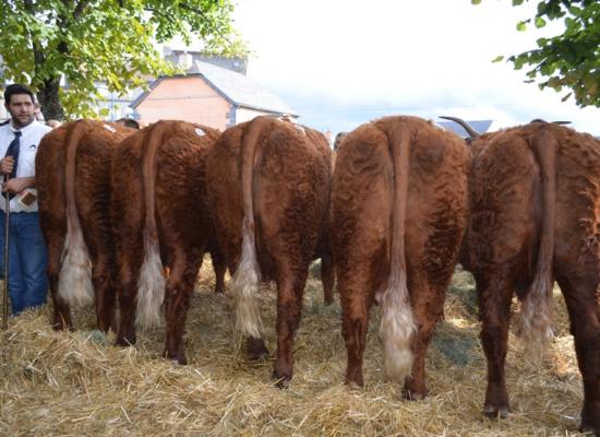 meilleur groupe de vaches - GAEC ROUGIER (15)