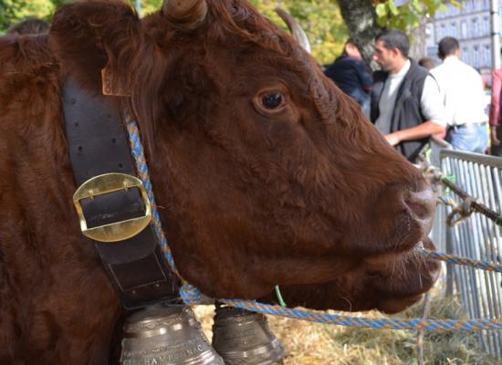 meilleur groupe de vaches - GAEC ROUGIER (15)