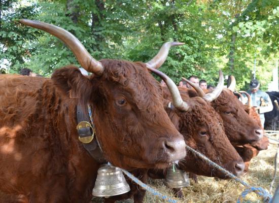 meilleur groupe de vaches - GAEC ROUGIER (15)