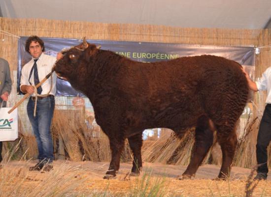 1er prix bourrets allaitants A - LANCOM - EARL DELCUZY