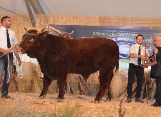 Prix du super bourret - LEVIS - GAEC DEFLISQUE DEROUCHY