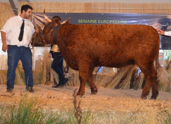 Prix du championnat jeune femelle - JONQUILLE - GAEC ROUGIER