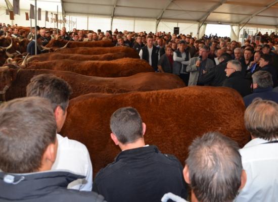 vente aux enchères de vaches bouchères