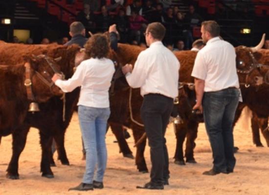 Section des vaches suitées de 3 ans